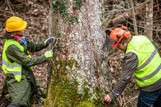 Best Tree Preservation Services  in Champlin, MN